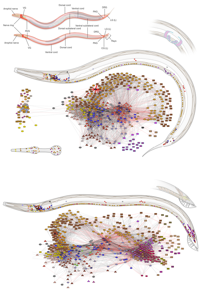 connectome